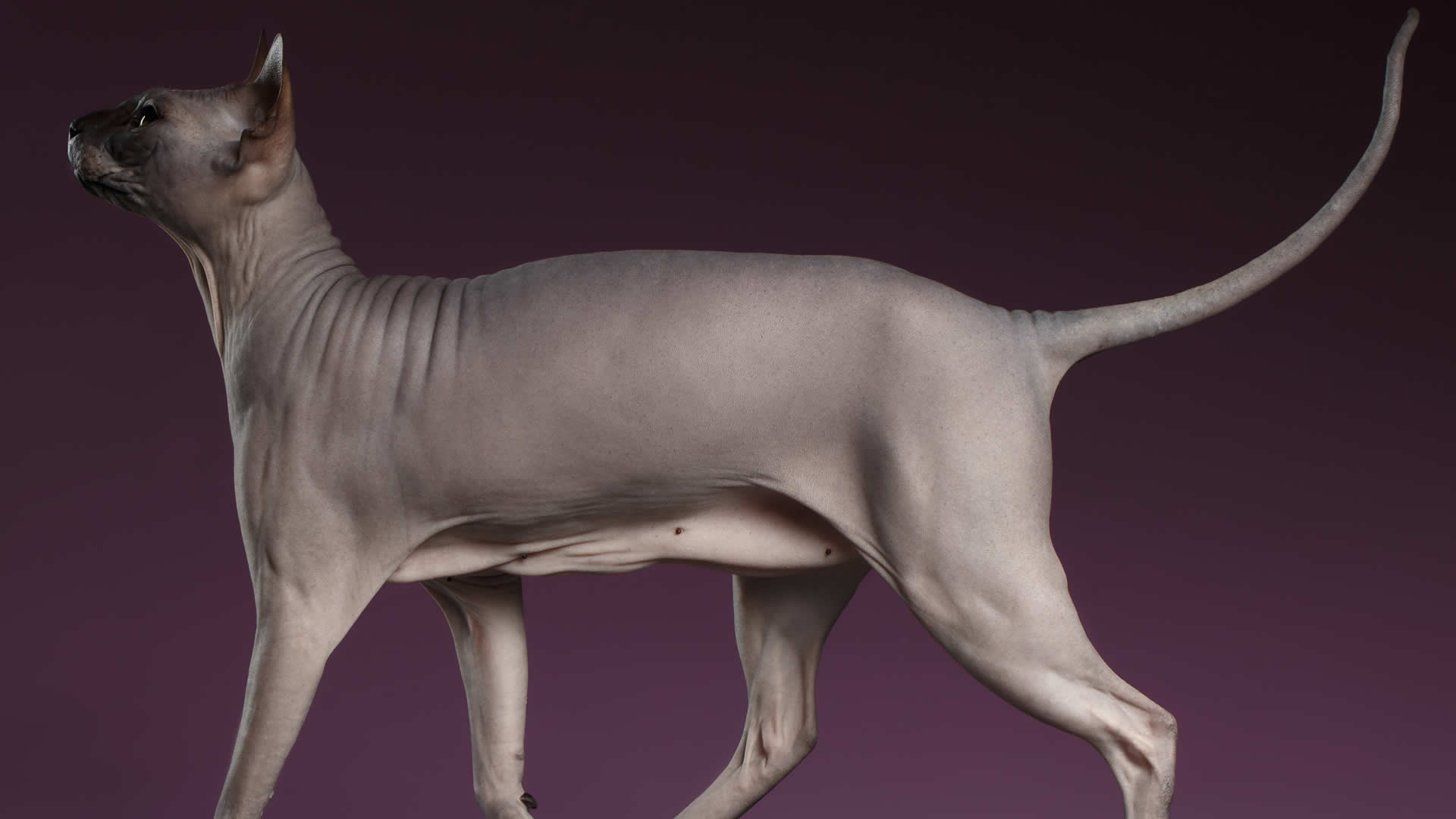 Sphynx cats don’t always have curly tails