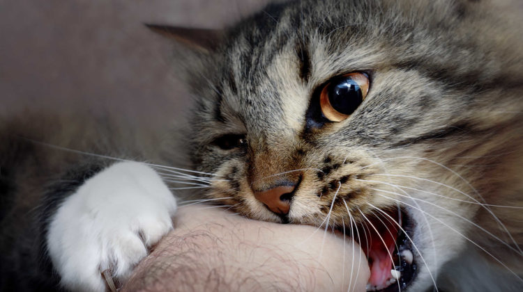 Why Do Cats Rub Their Teeth On You