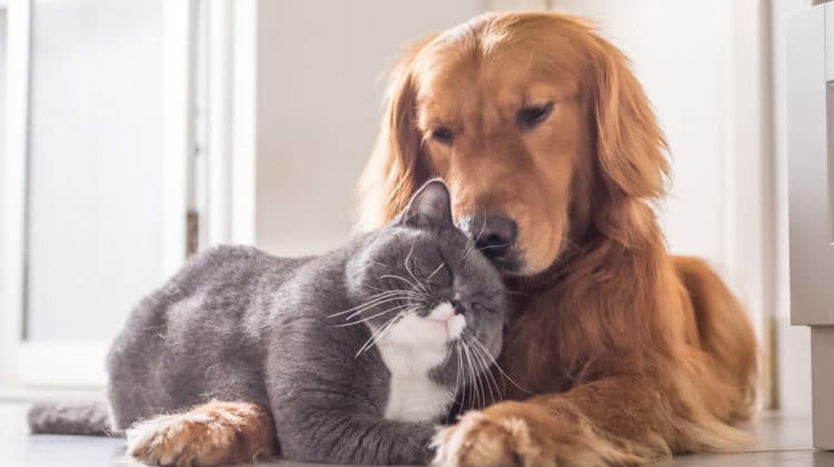 are cats or dogs better at smelling