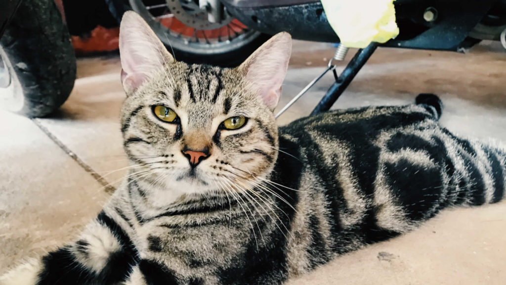 Cats with Undercoats What It Is & Care Tips