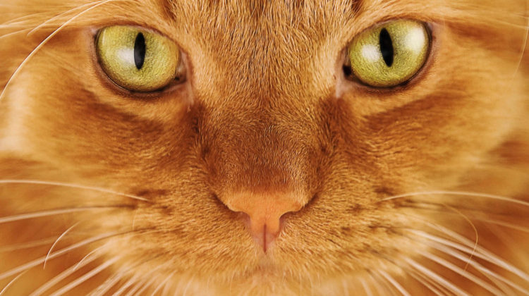 are most orange tabby cats male