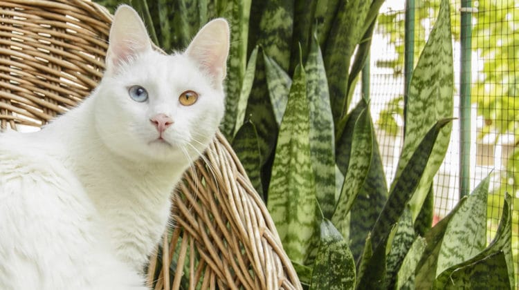 Are Snake Plants Toxic to Cats