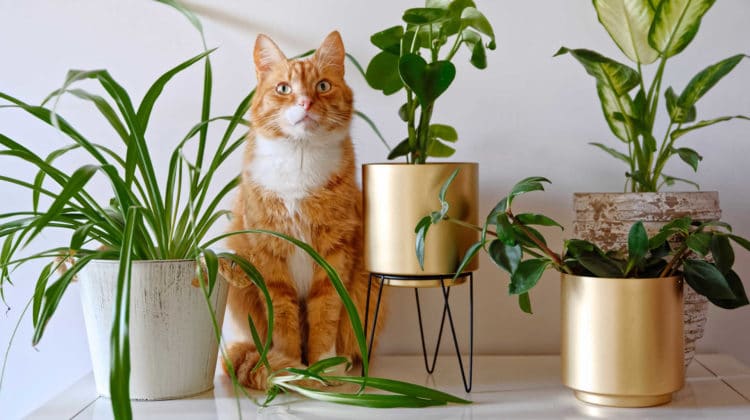 are spider plants safe for dogs