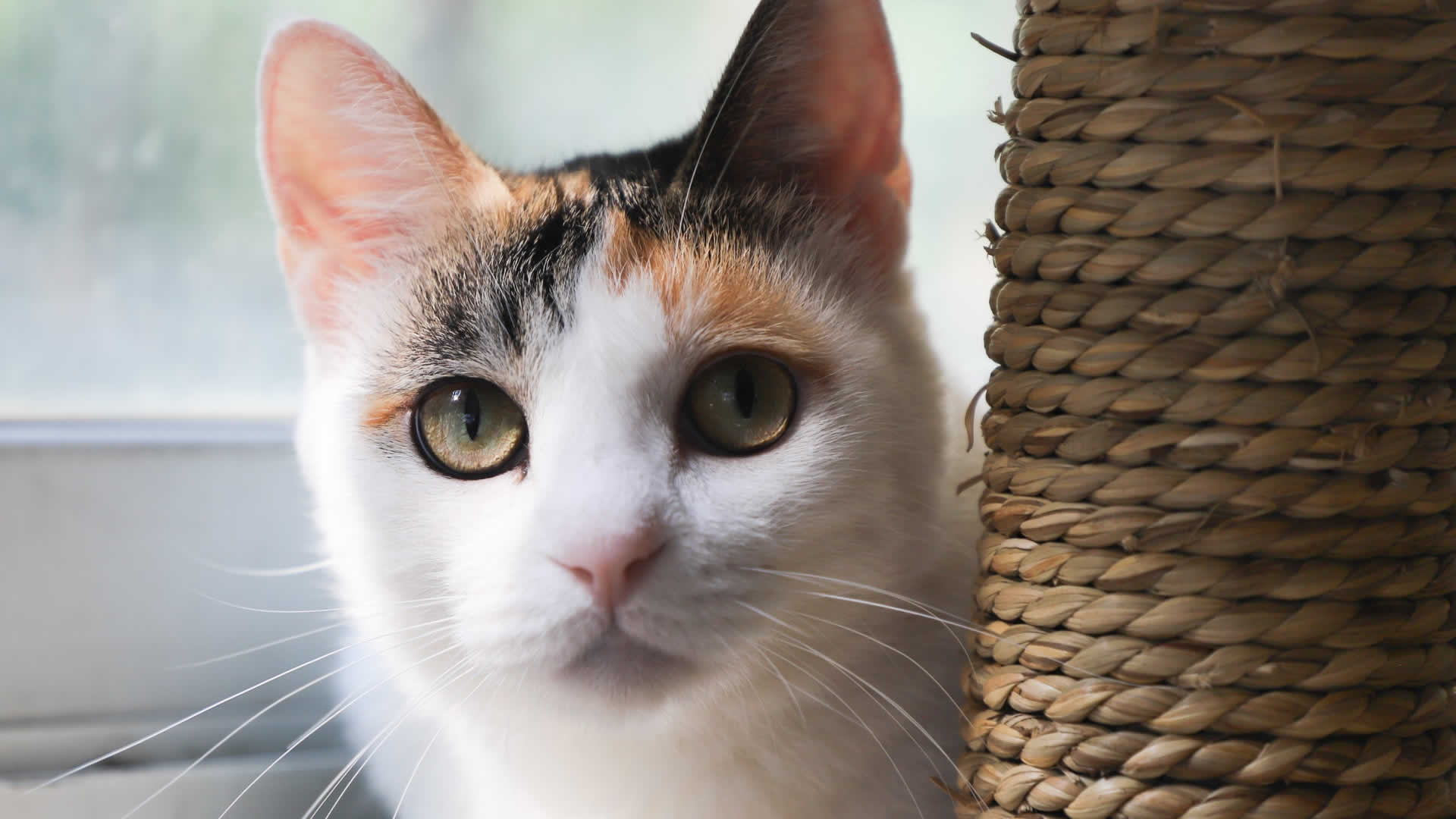 Calico Cat