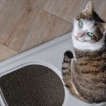 Cat Keeps Going to the Litter Box But Nothing Happens