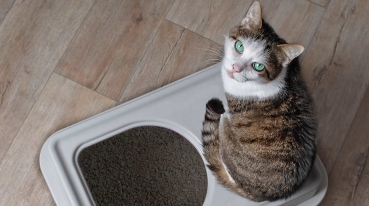 Cat keeps going to litter 2025 box but not doing anything