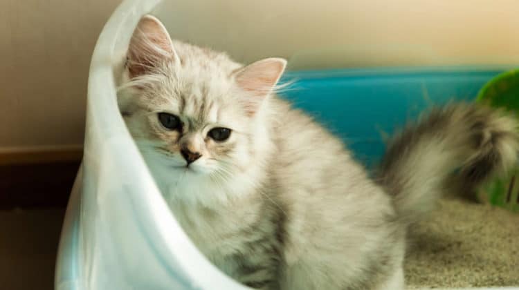 cat stands up while peeing