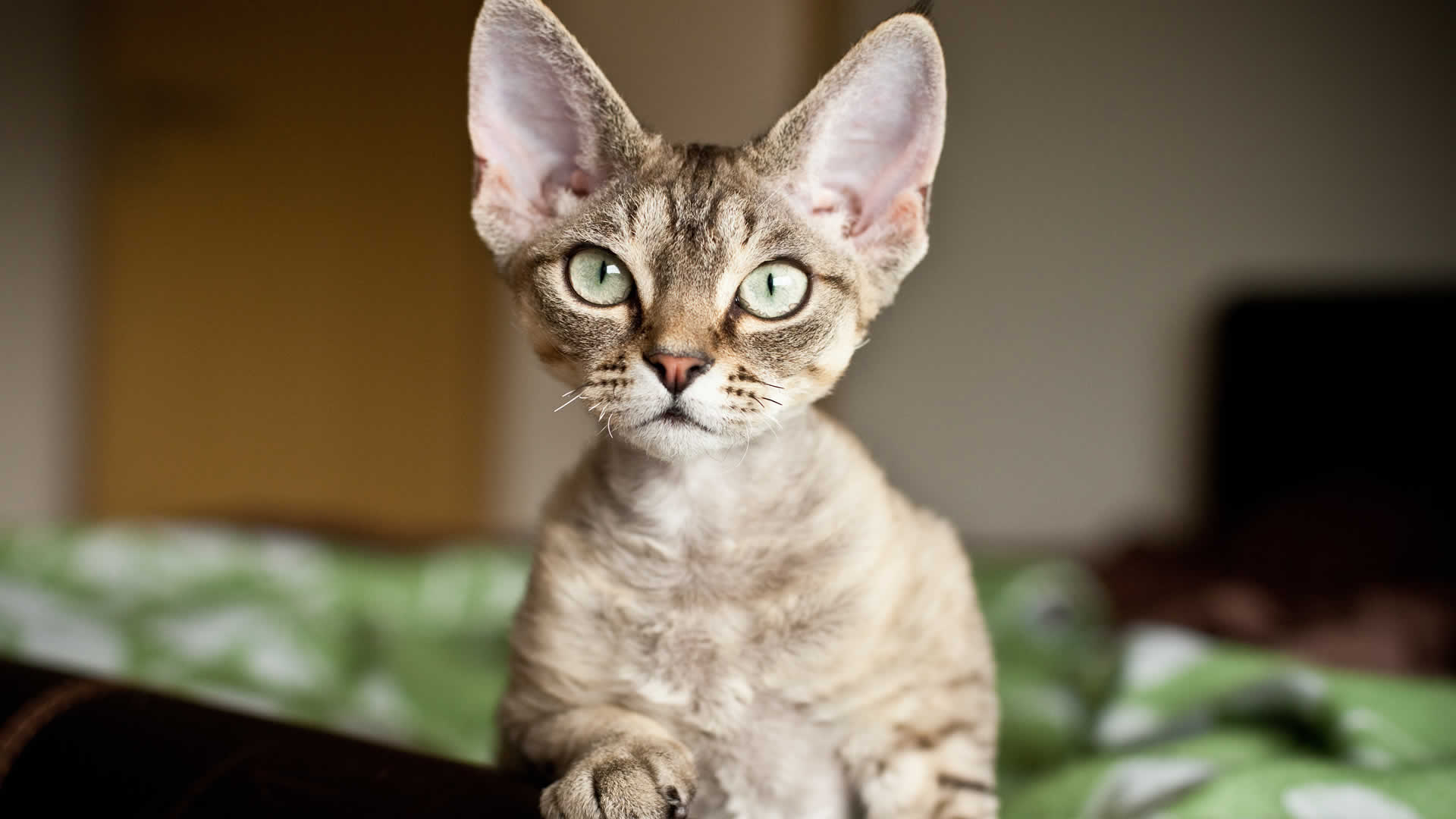 Devon Rex