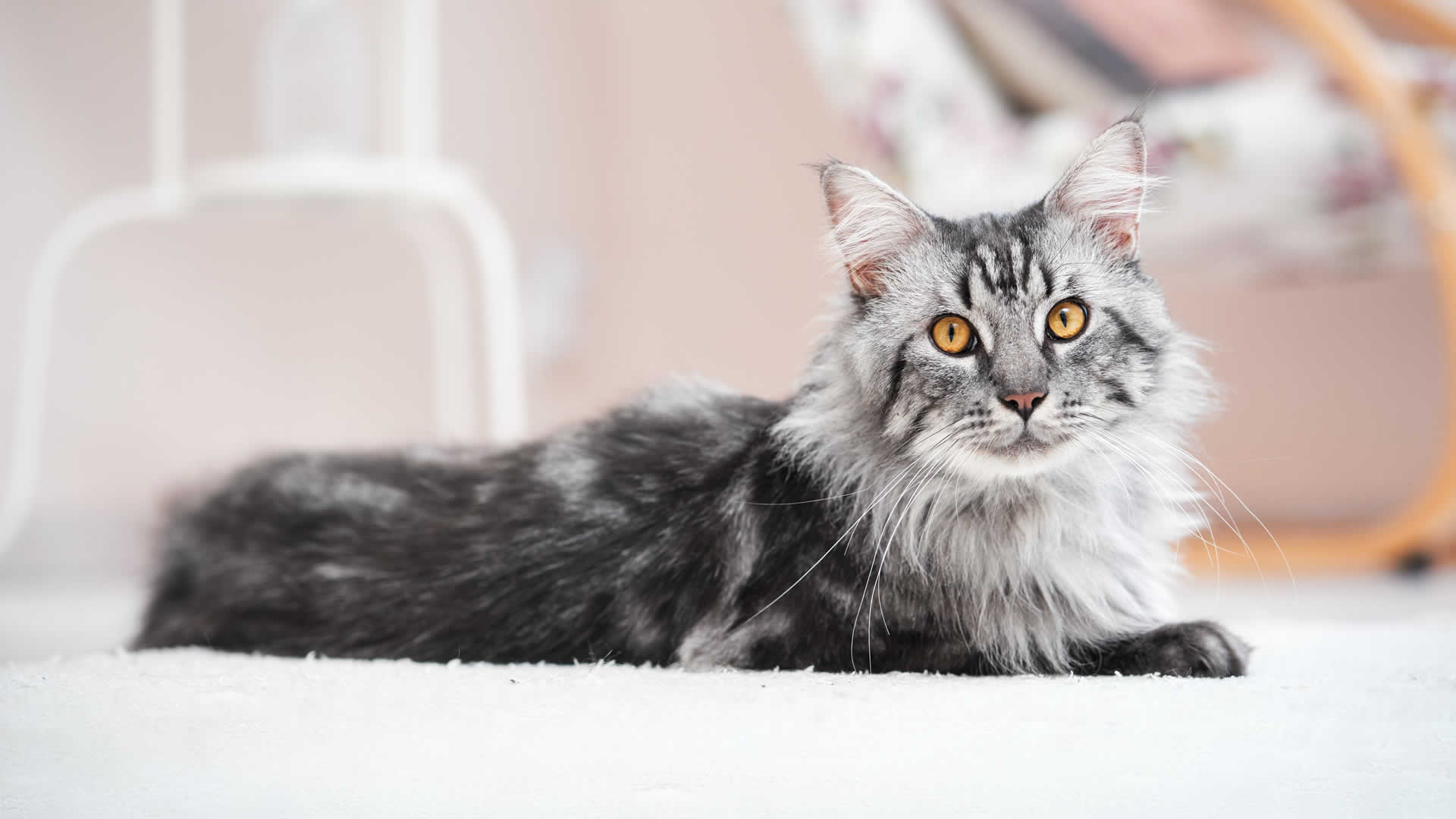 Maine Coon