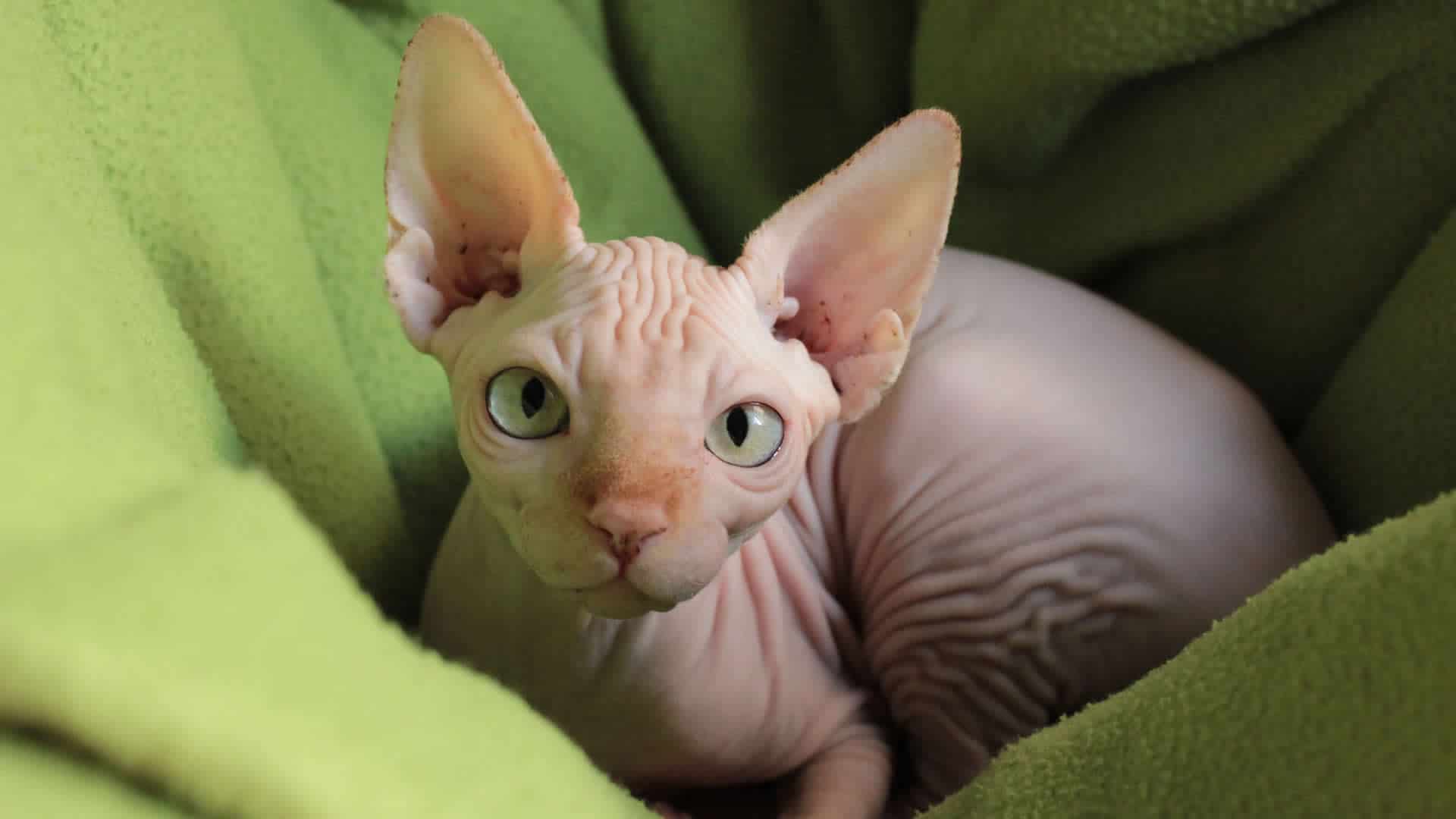 Sphynx Cat