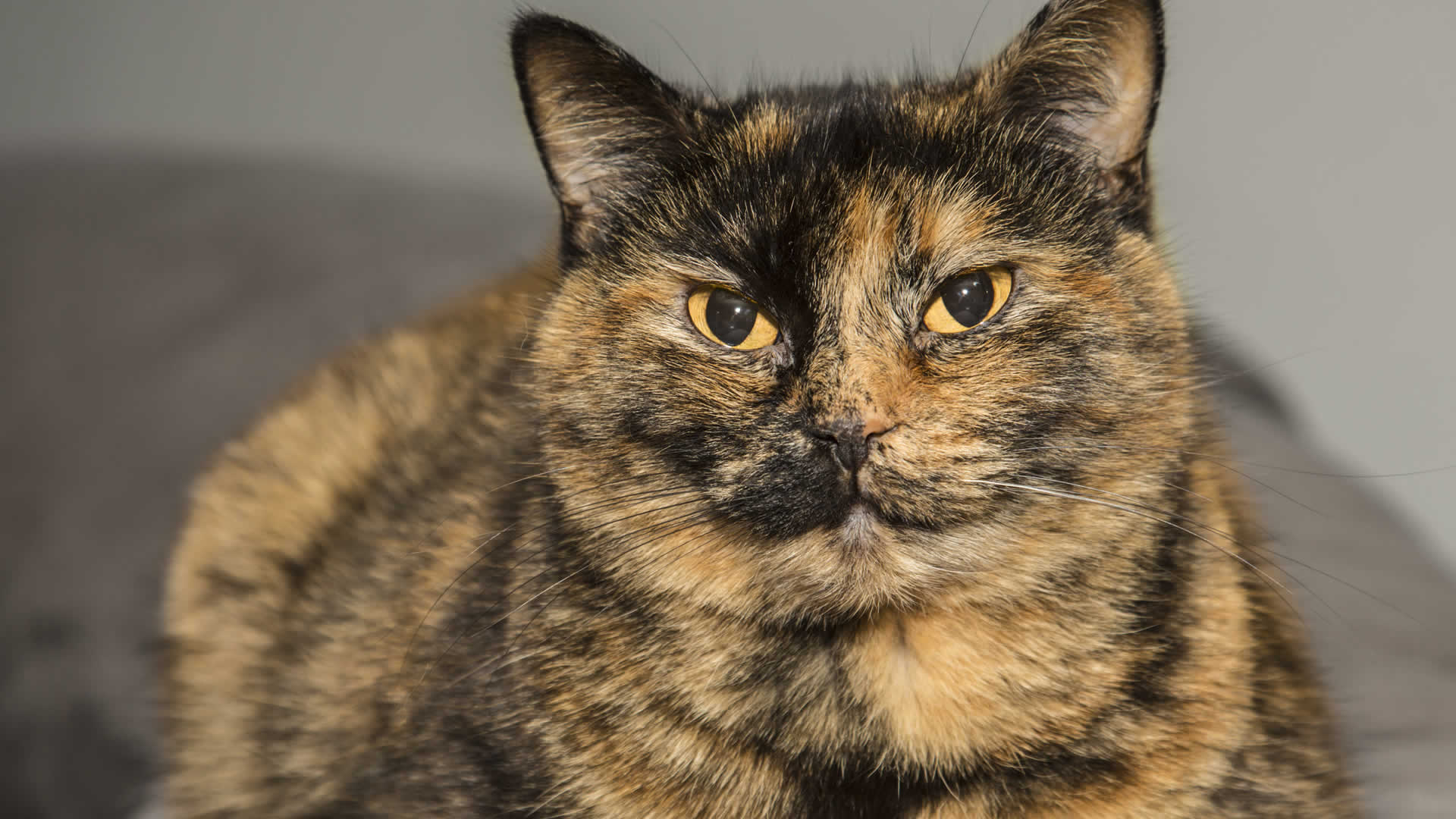 Tortoiseshell cat