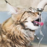 Why Do Cats Like Running Water