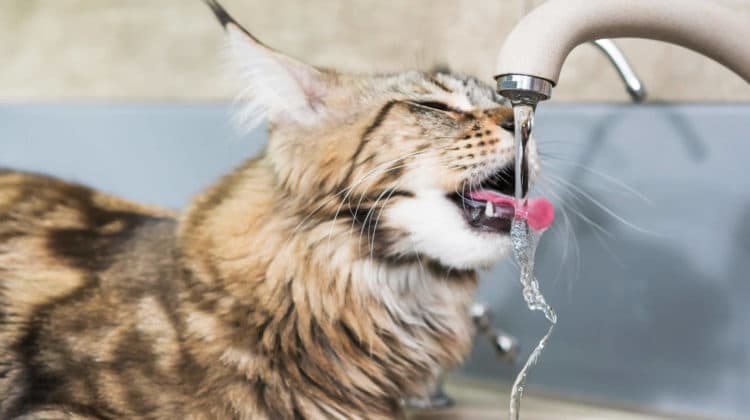 Why Do Cats Like Running Water