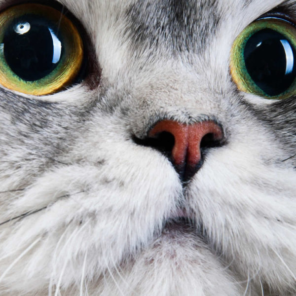 What Causes Matted Cat Fur & How Can I Get Rid of It?