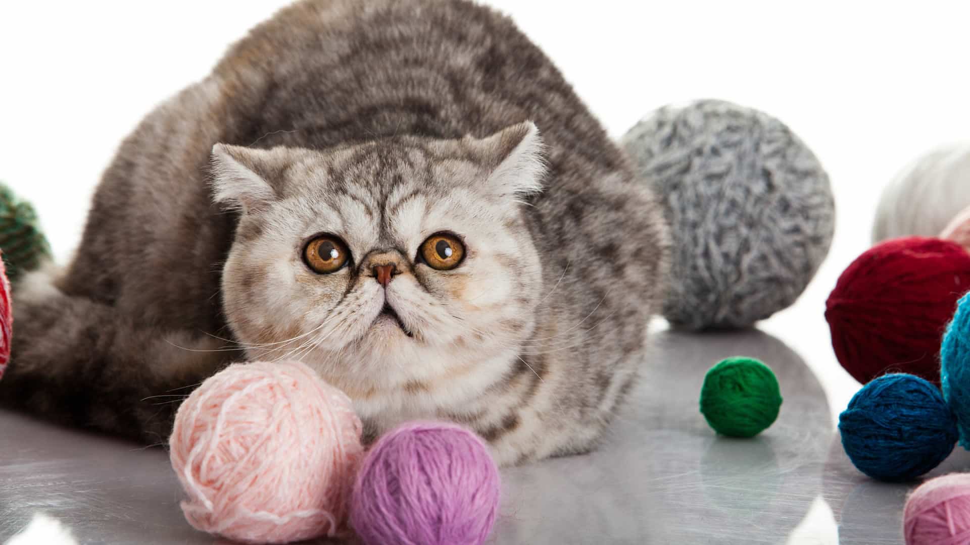 Exotic Shorthair