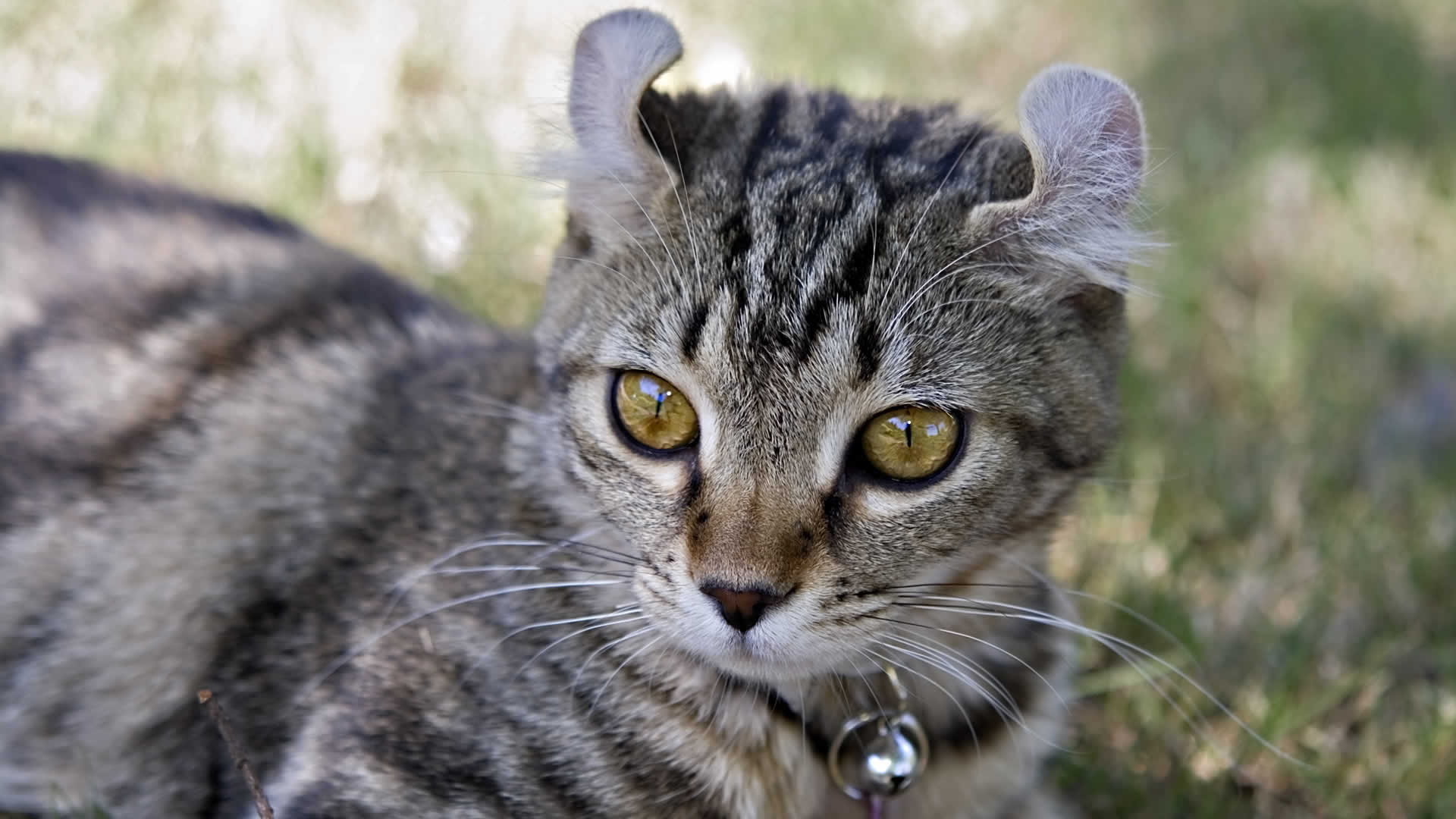 Cats With Short Ears