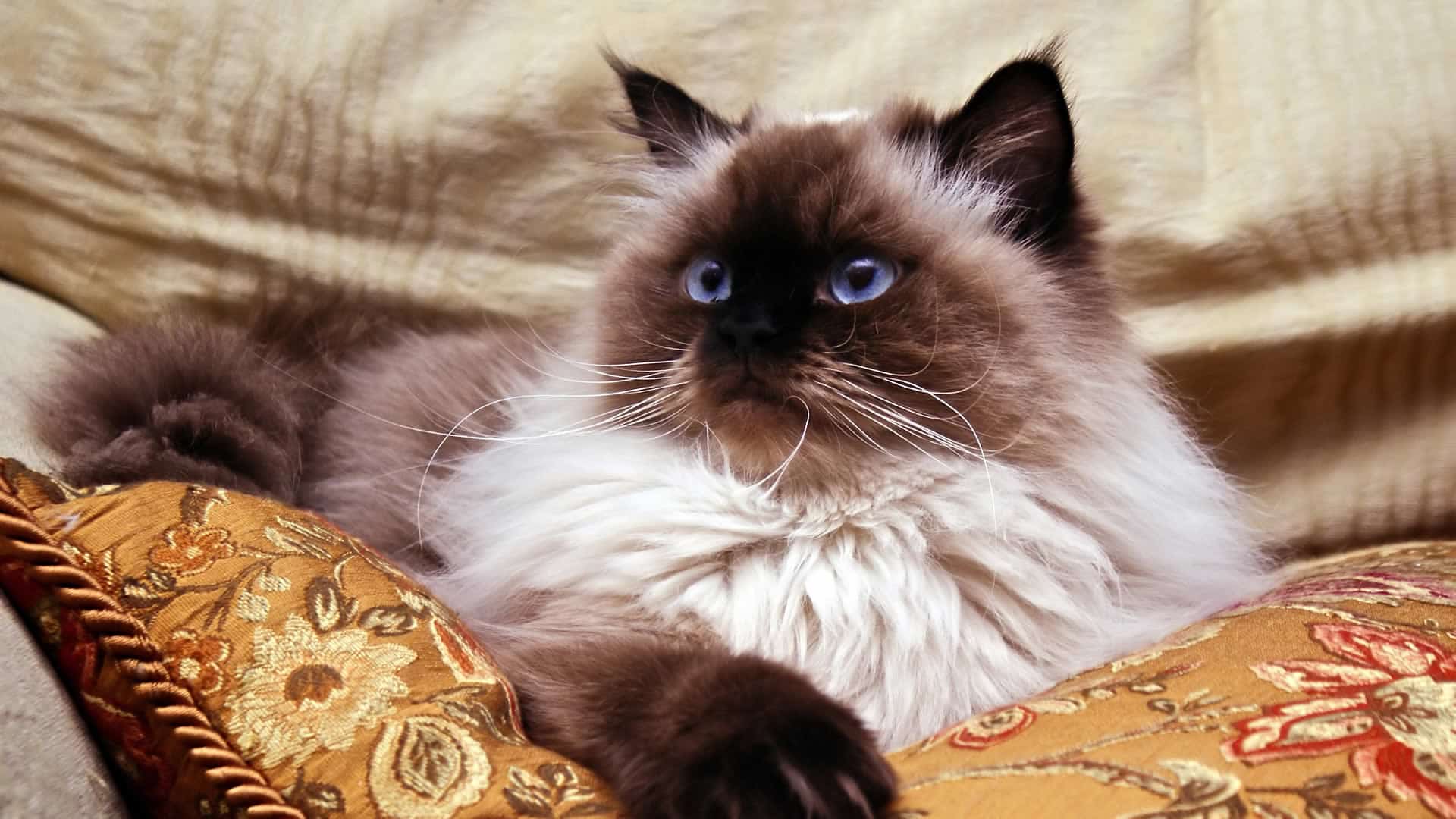 Himalayan Cat