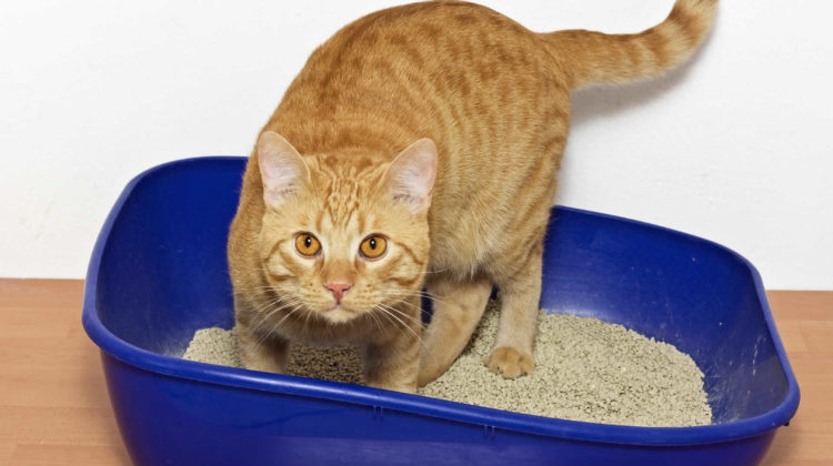 How to Keep Cat Litter Off the Floor