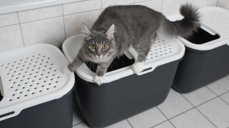 Can i use one litter box 2024 for two cats