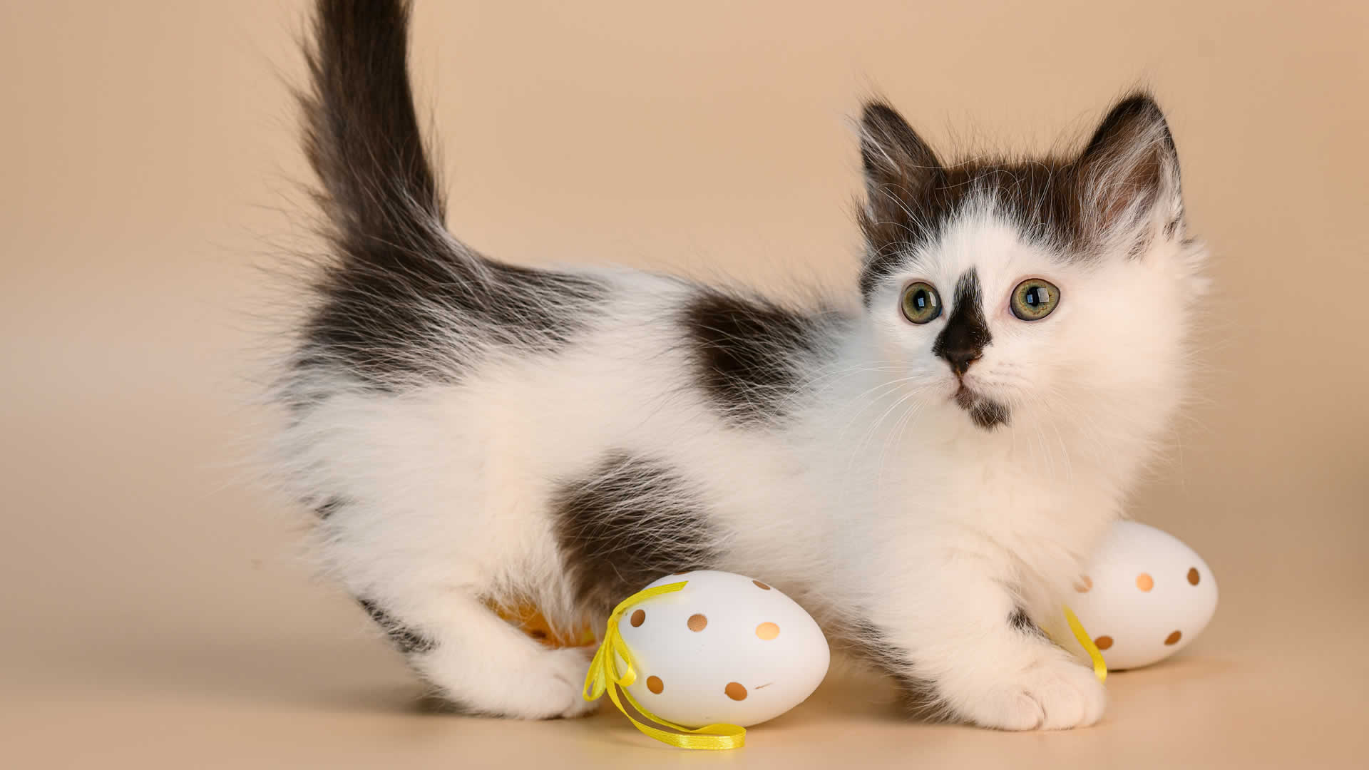 Munchkin Cat