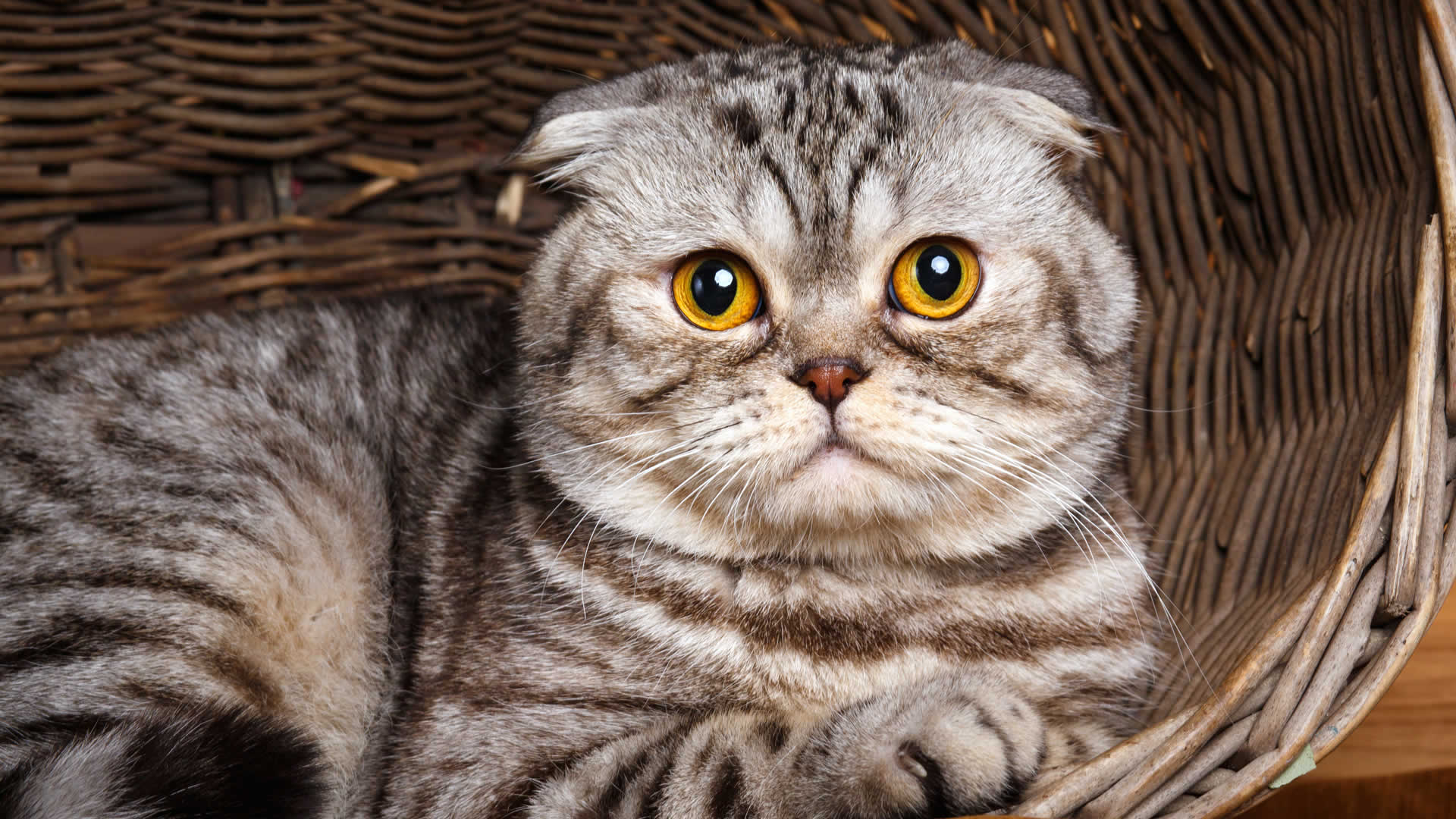 Cats With Small Ears: Scottish Folds & Short Eared Breeds