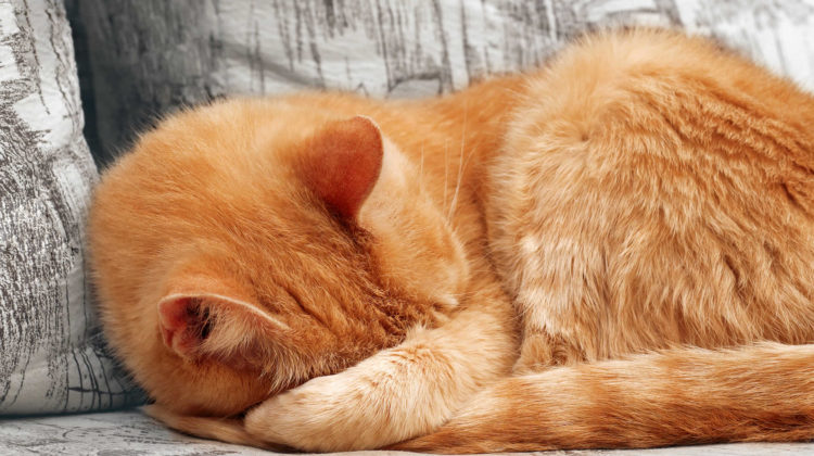 Why cats cover their face when they sleep