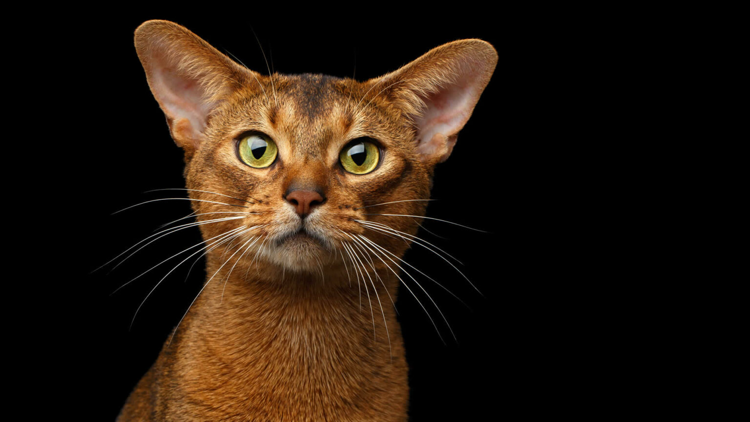 Fascinating Big Eyed Cat Breed Pictures