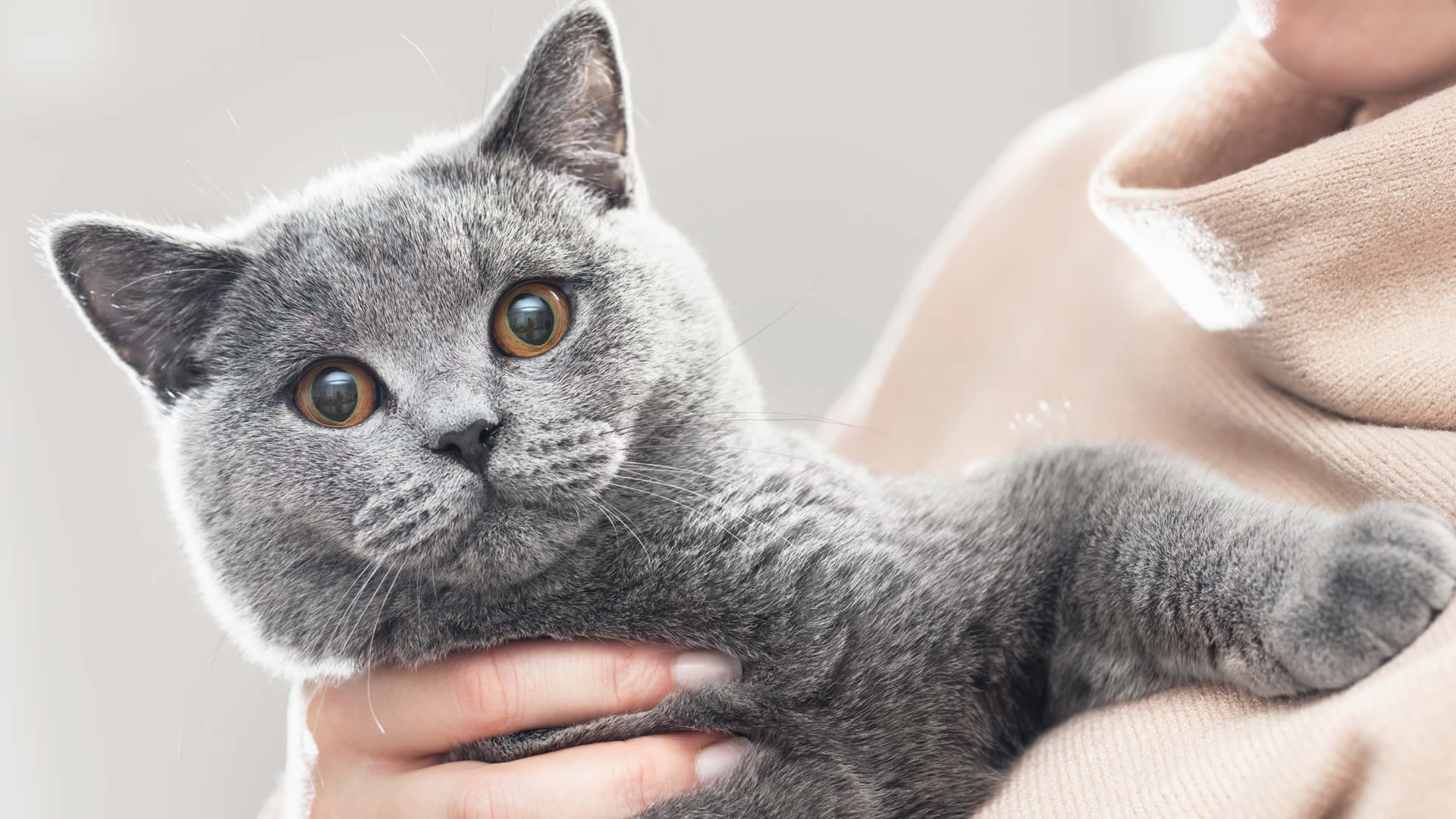 British Shorthair Cat