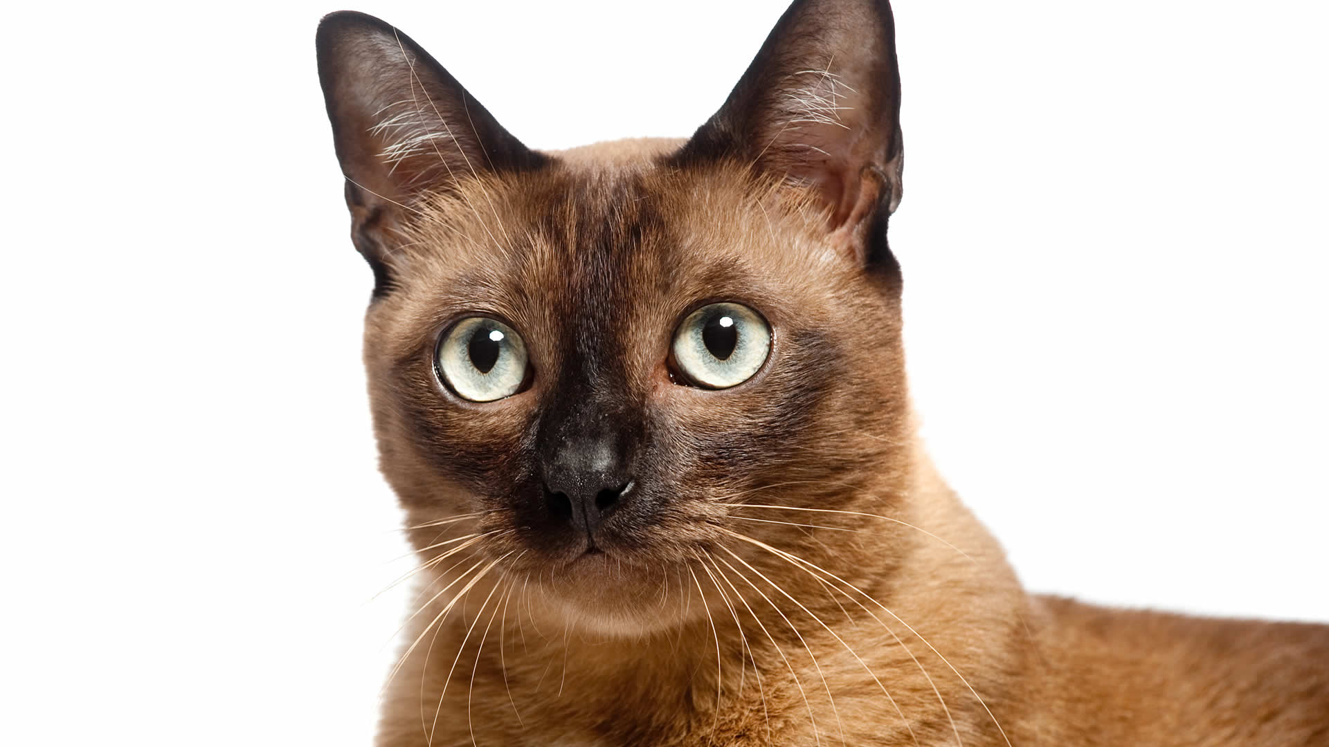 Burmese Cat