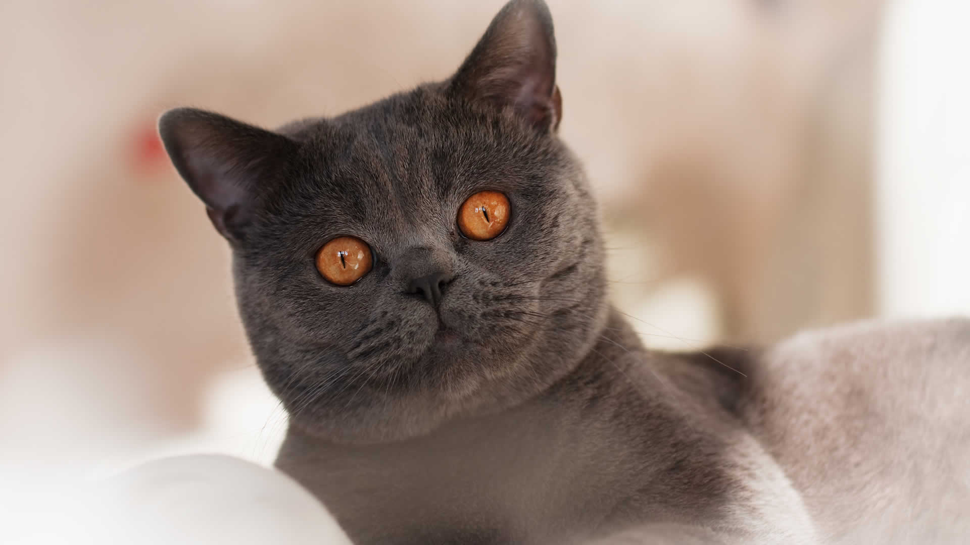 Chartreux Cats