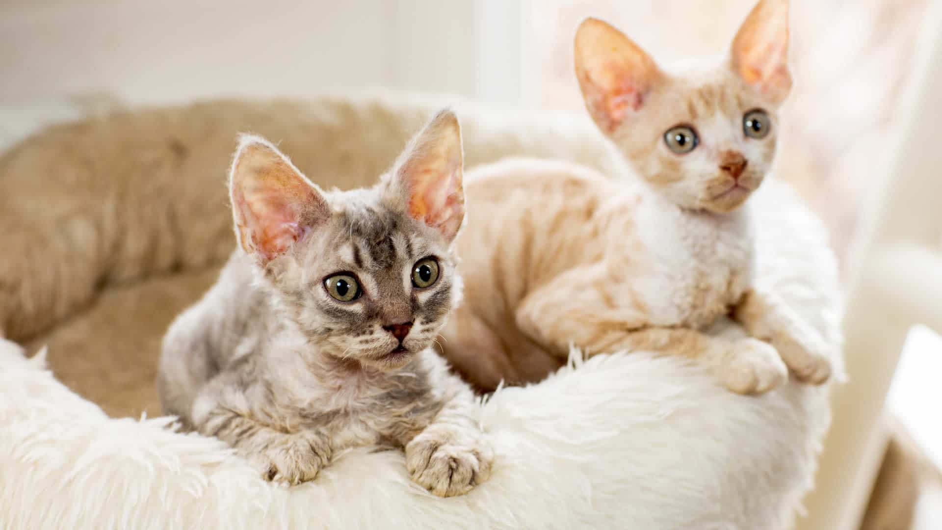 Cornish Rex Cat