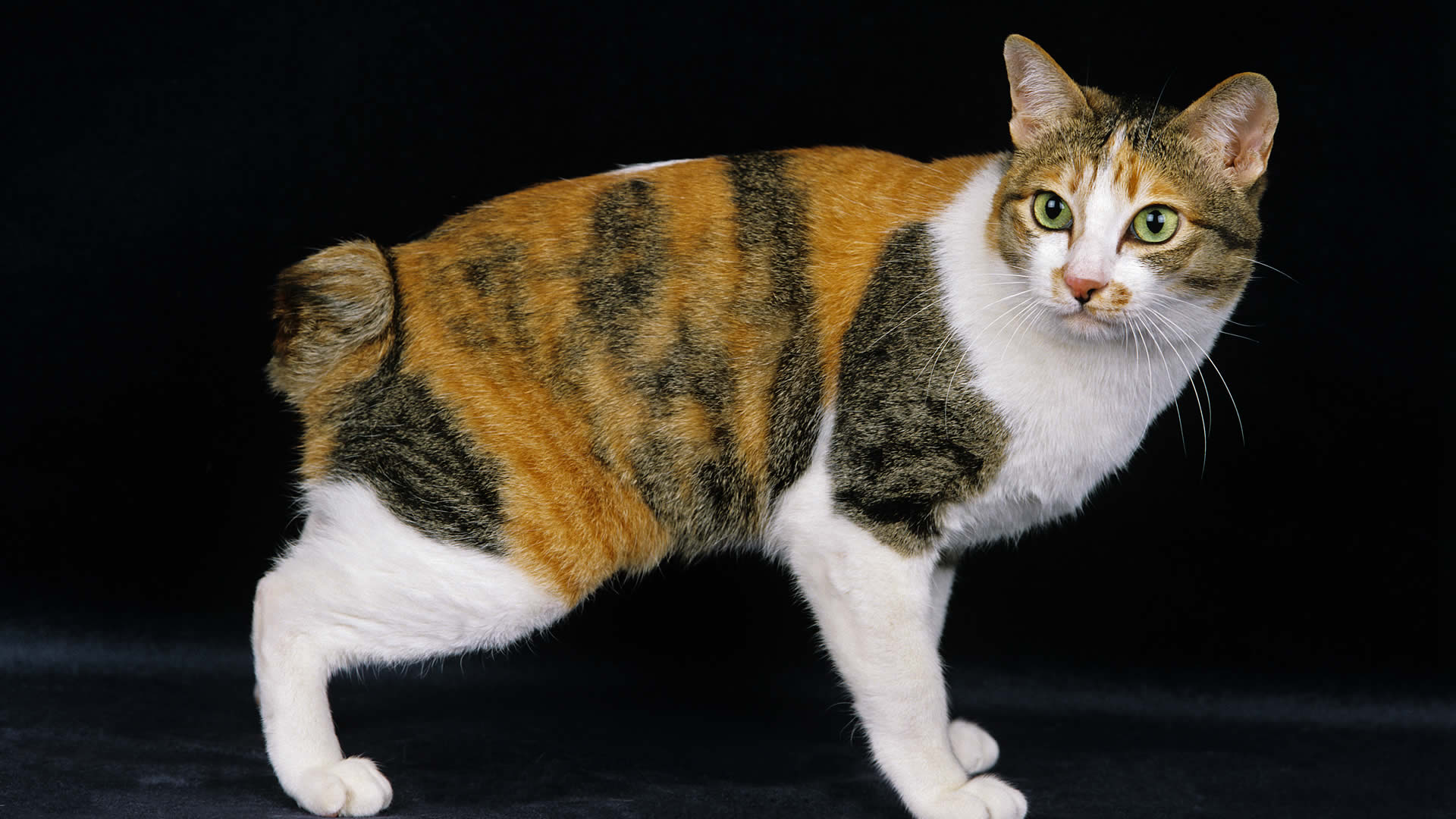 Japanese Bobtail Cat