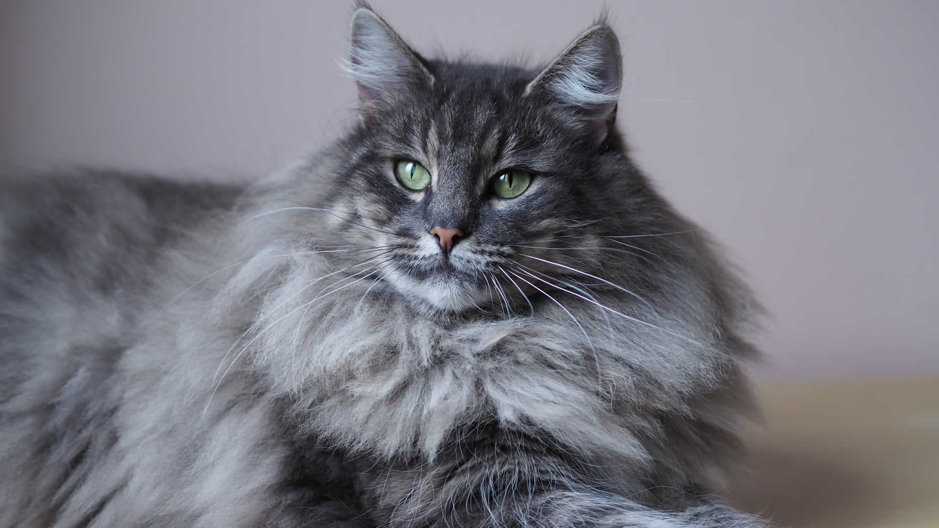 Norwegian Forest Cat