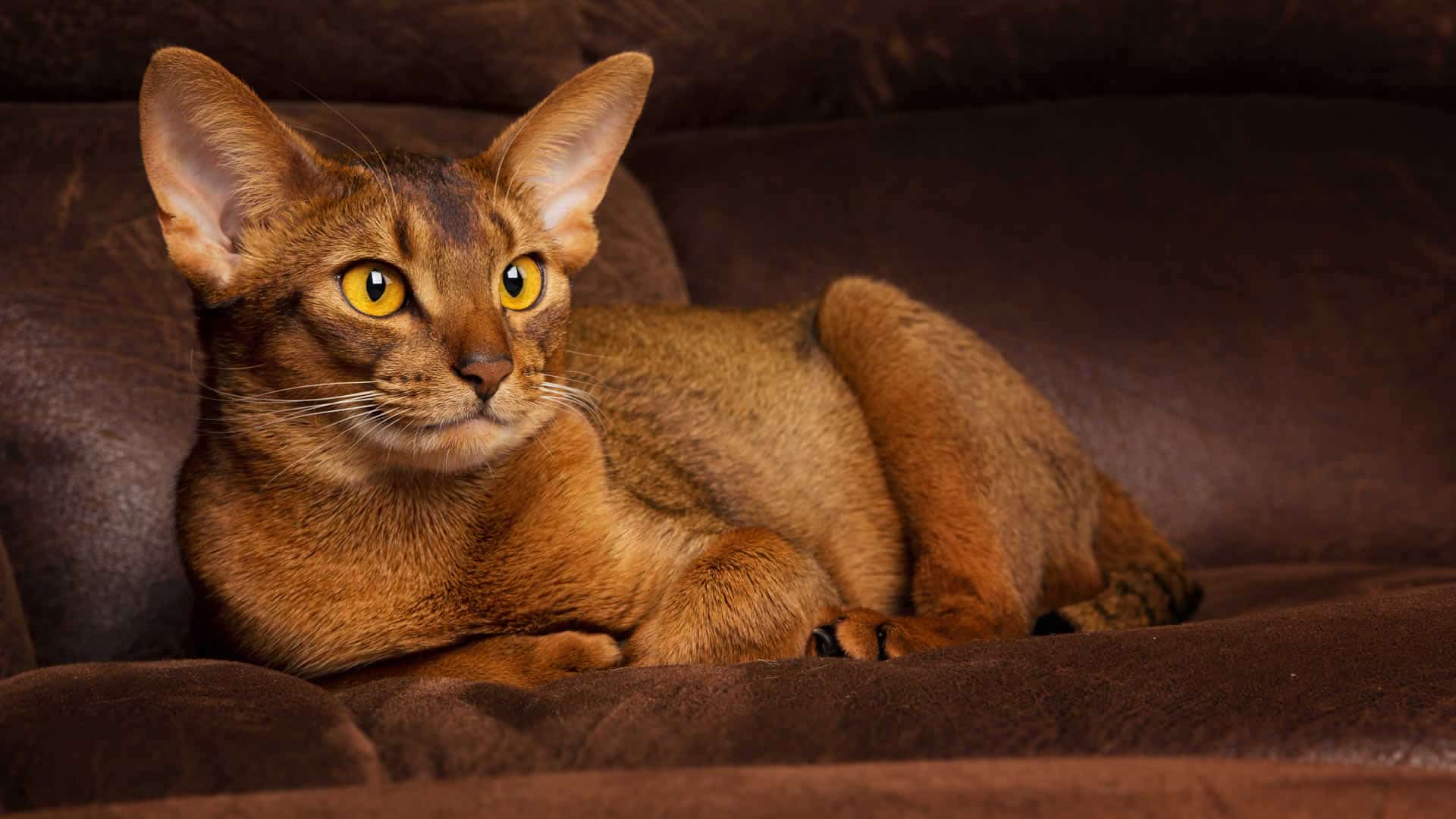 Orange Abyssinian Cat