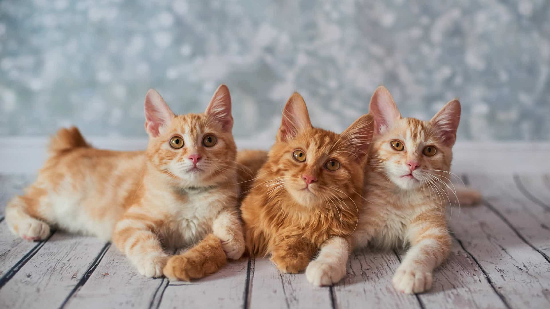 Orange American Bob Tail Cats