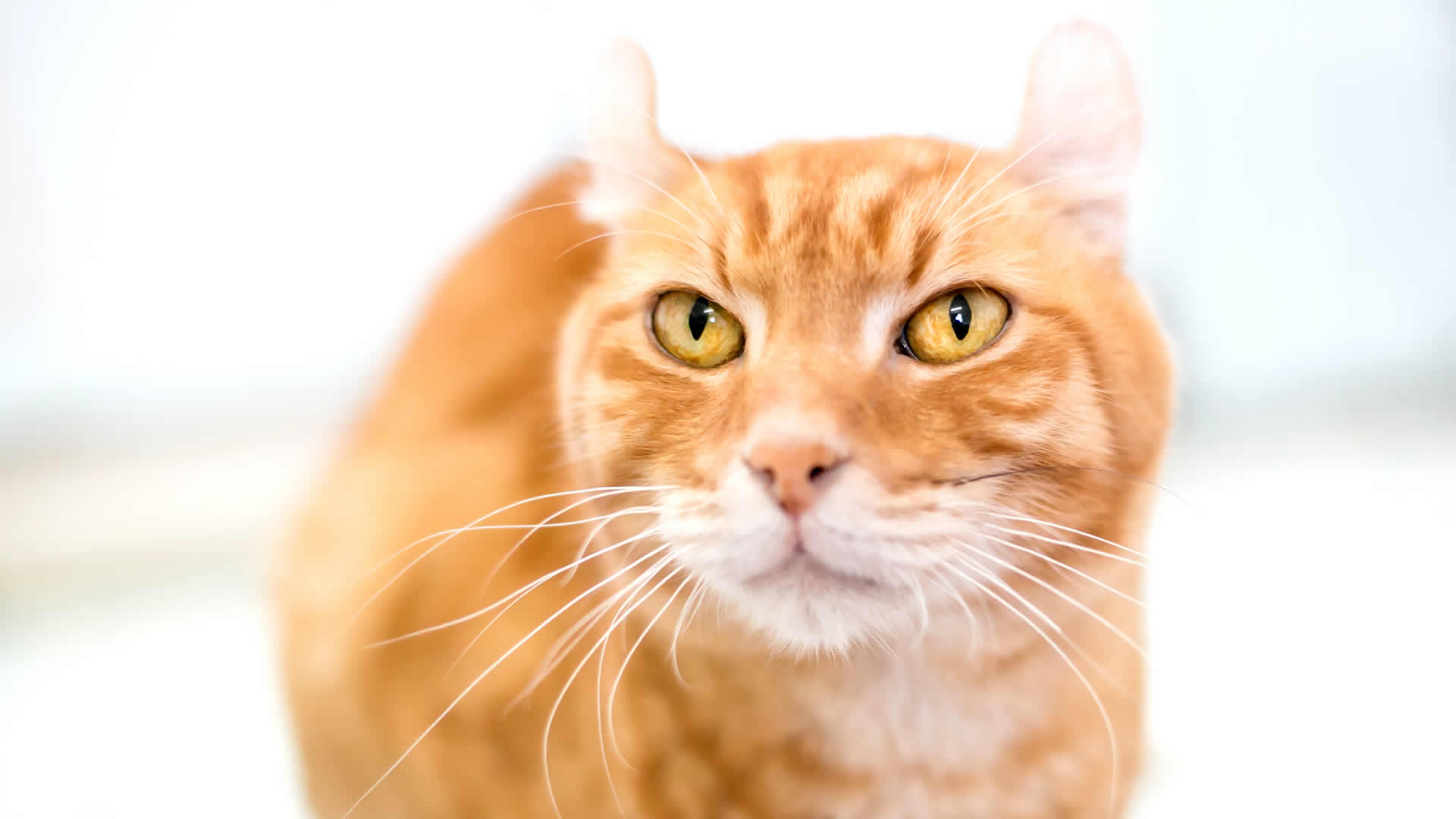 Orange American Curl Cat