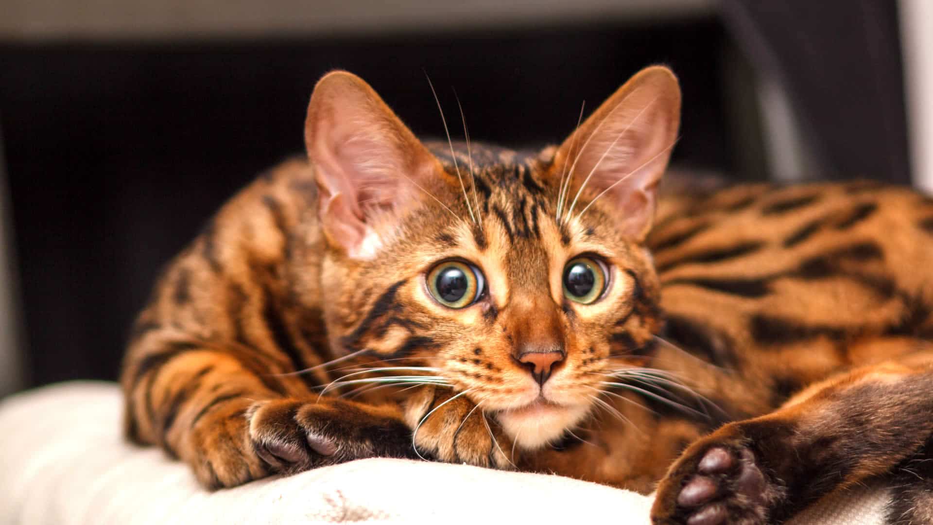 Orange Black Bengal Cat