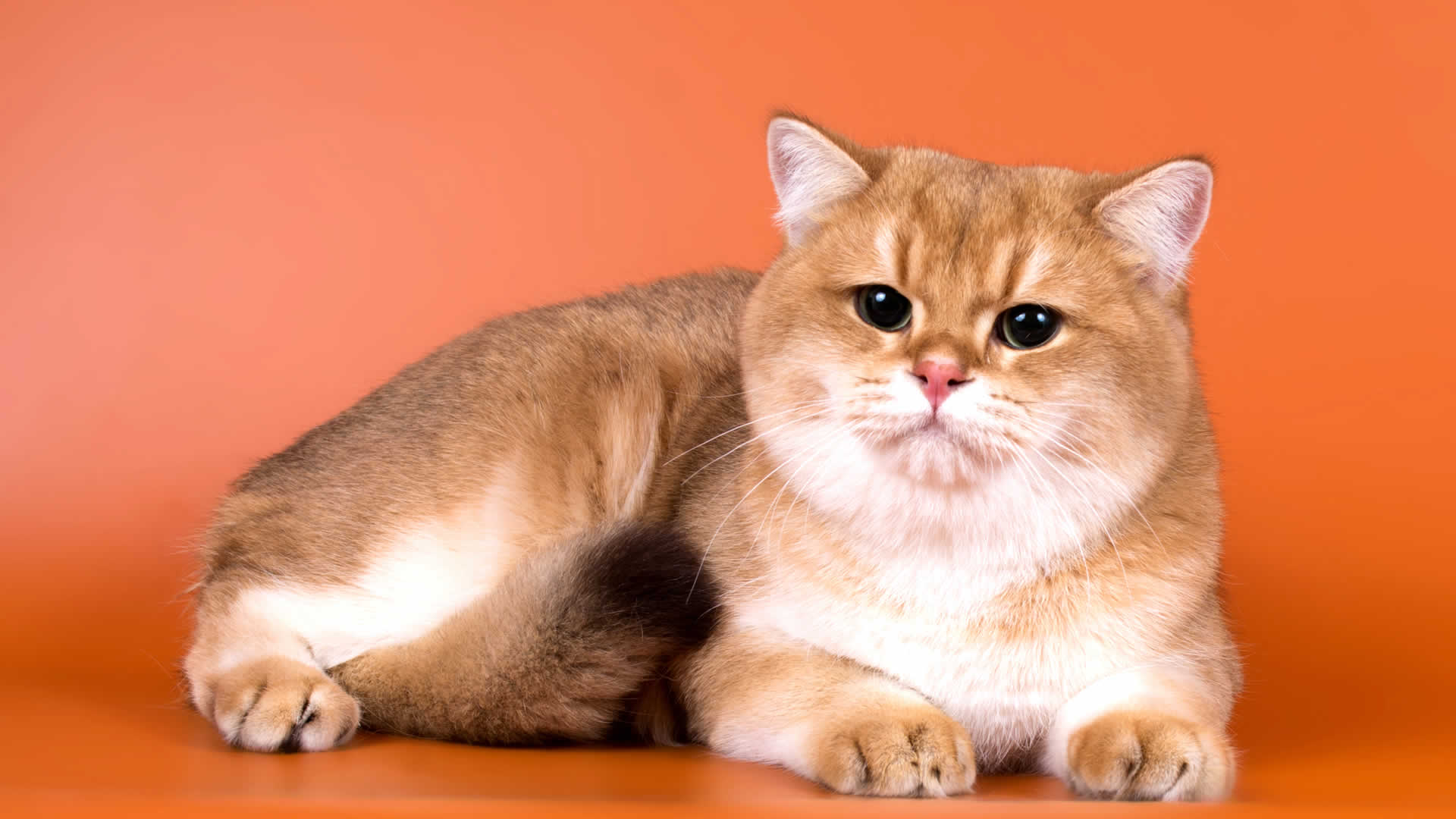 Orange British Shorthair