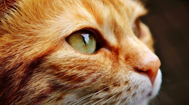 Orange Cat Breeds