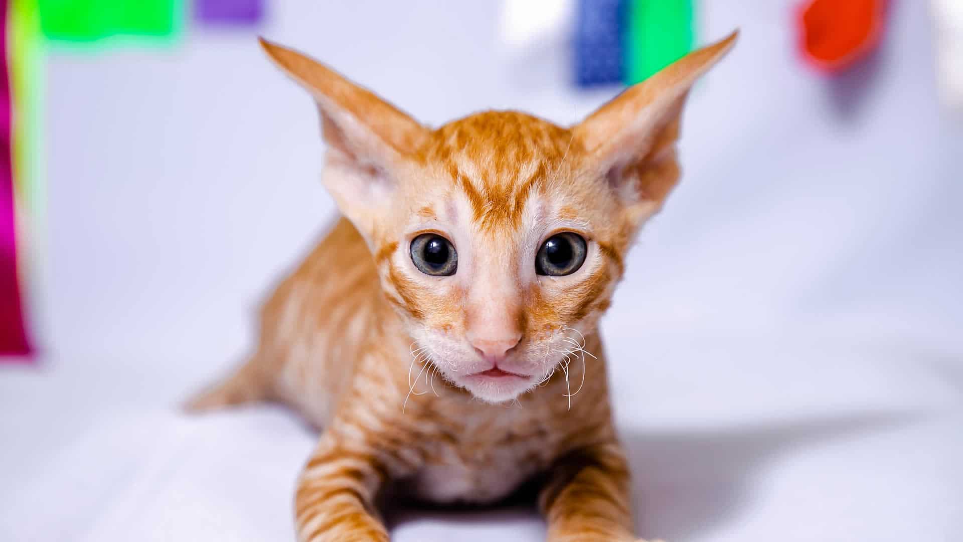 Orange Cornish Rex