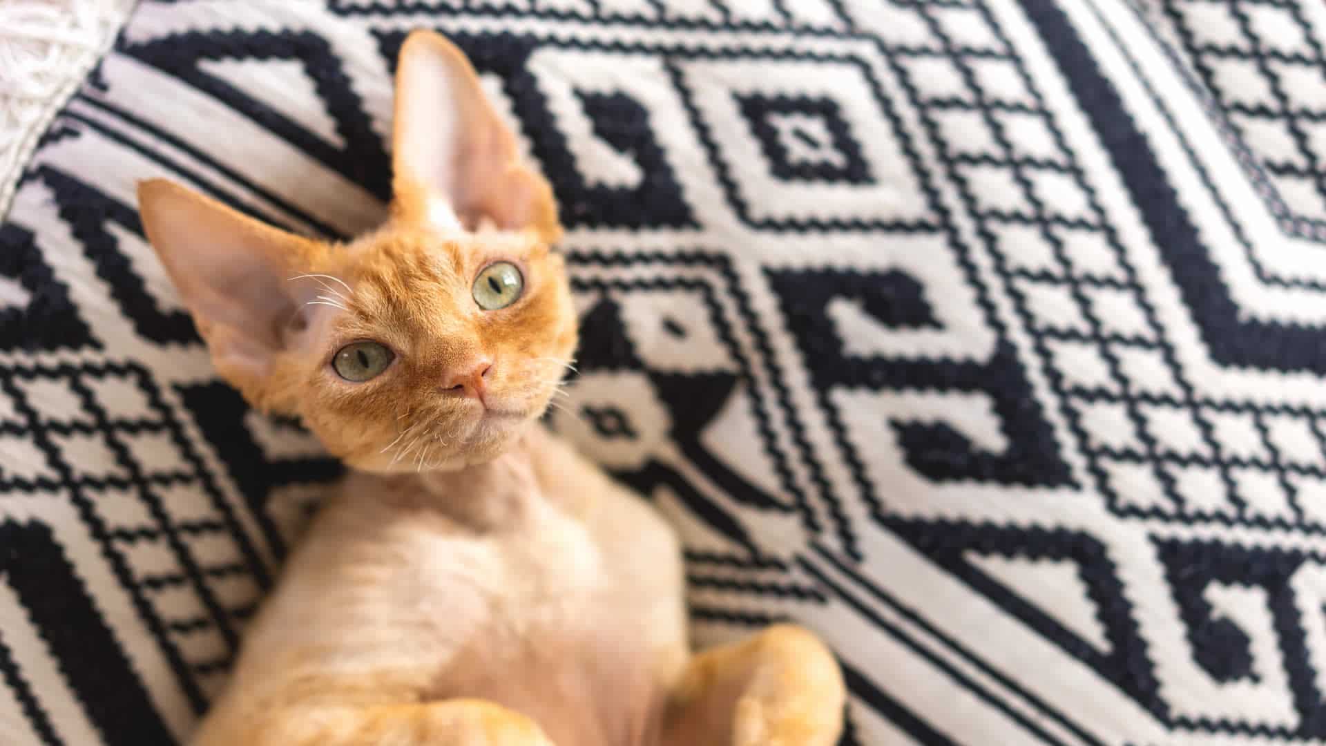 Orange Devon Rex