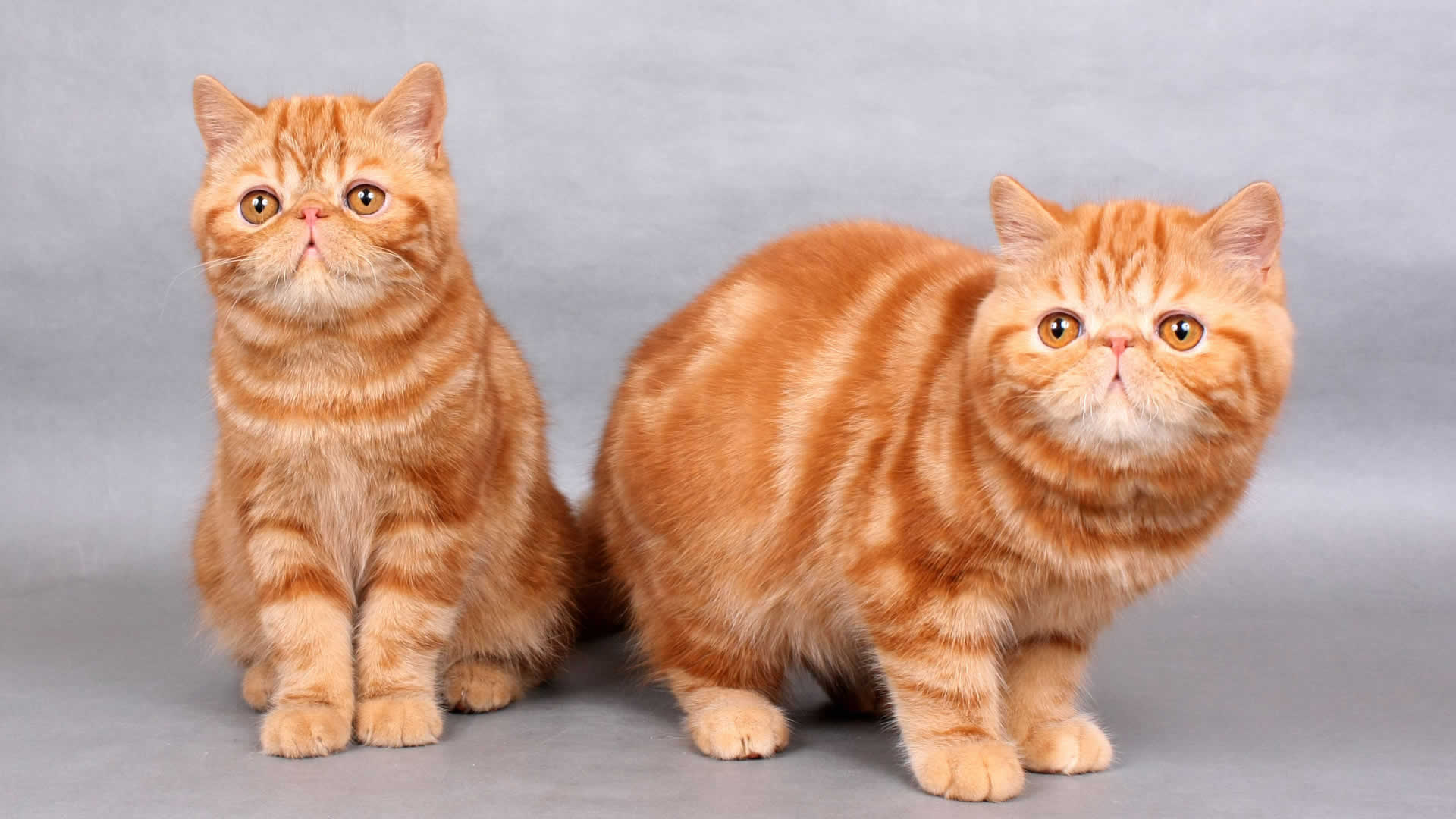 Orange Exotic Shorthair Cat