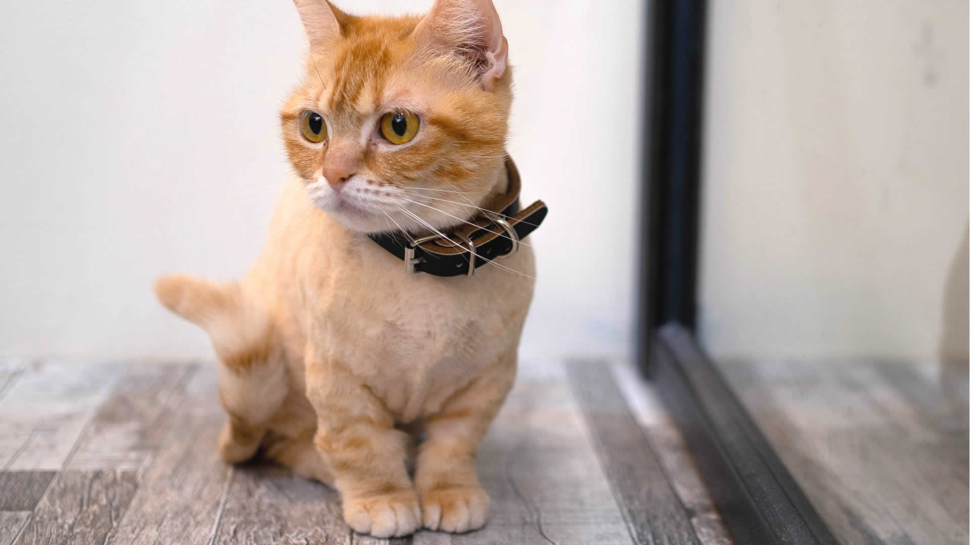 orange tabby munchkin cat