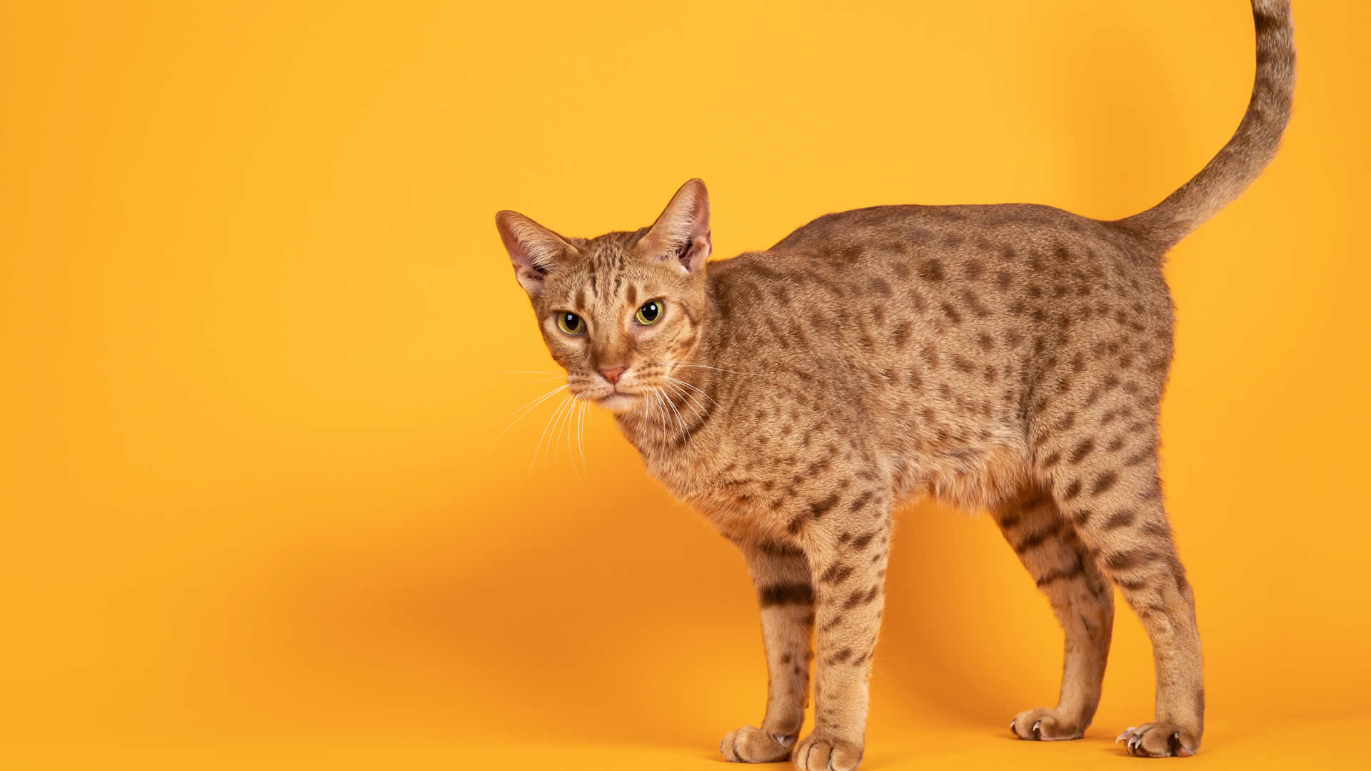 Orange Ocicat