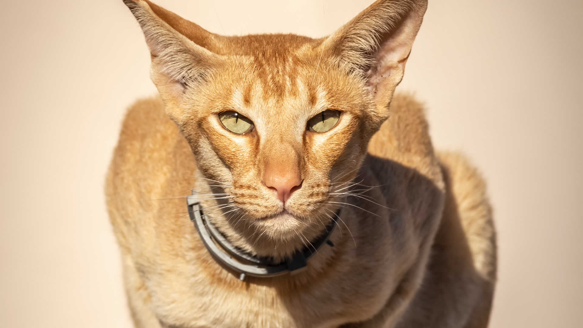 Orange Oriental Shorthair