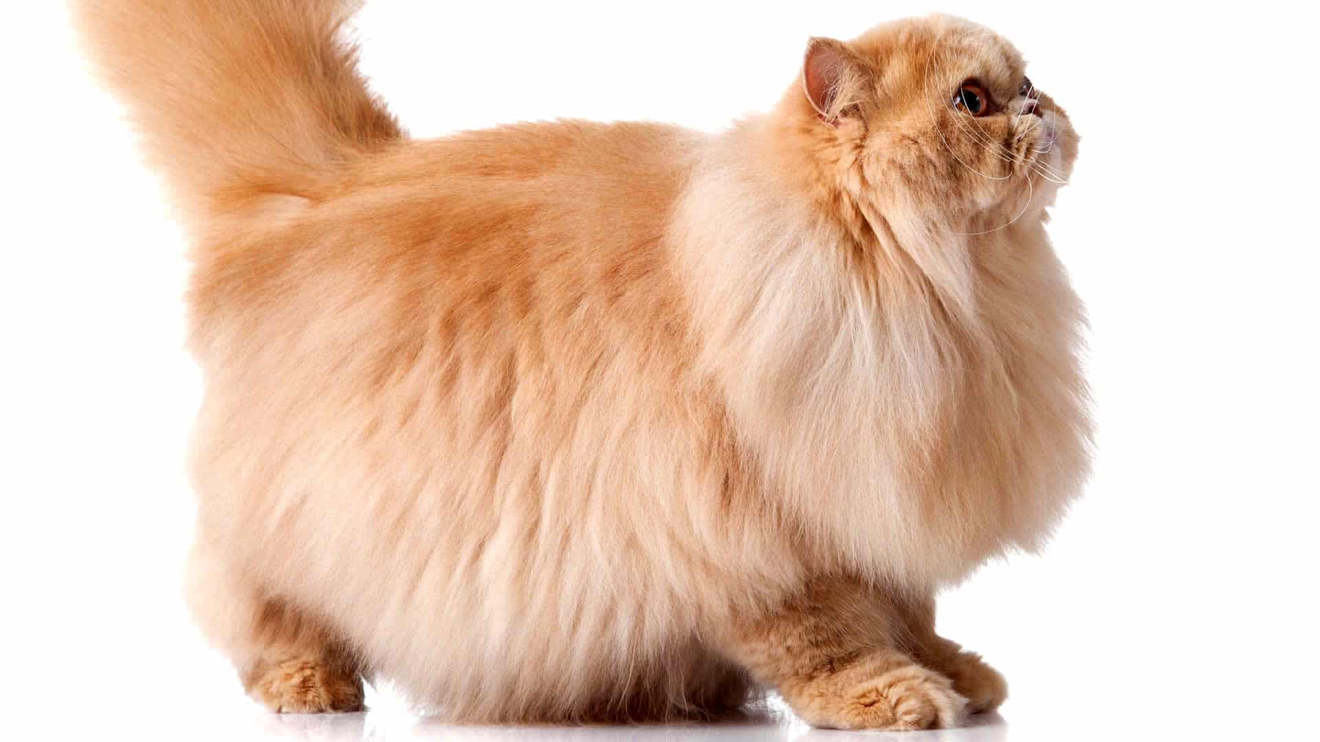 Orange Persian Cat