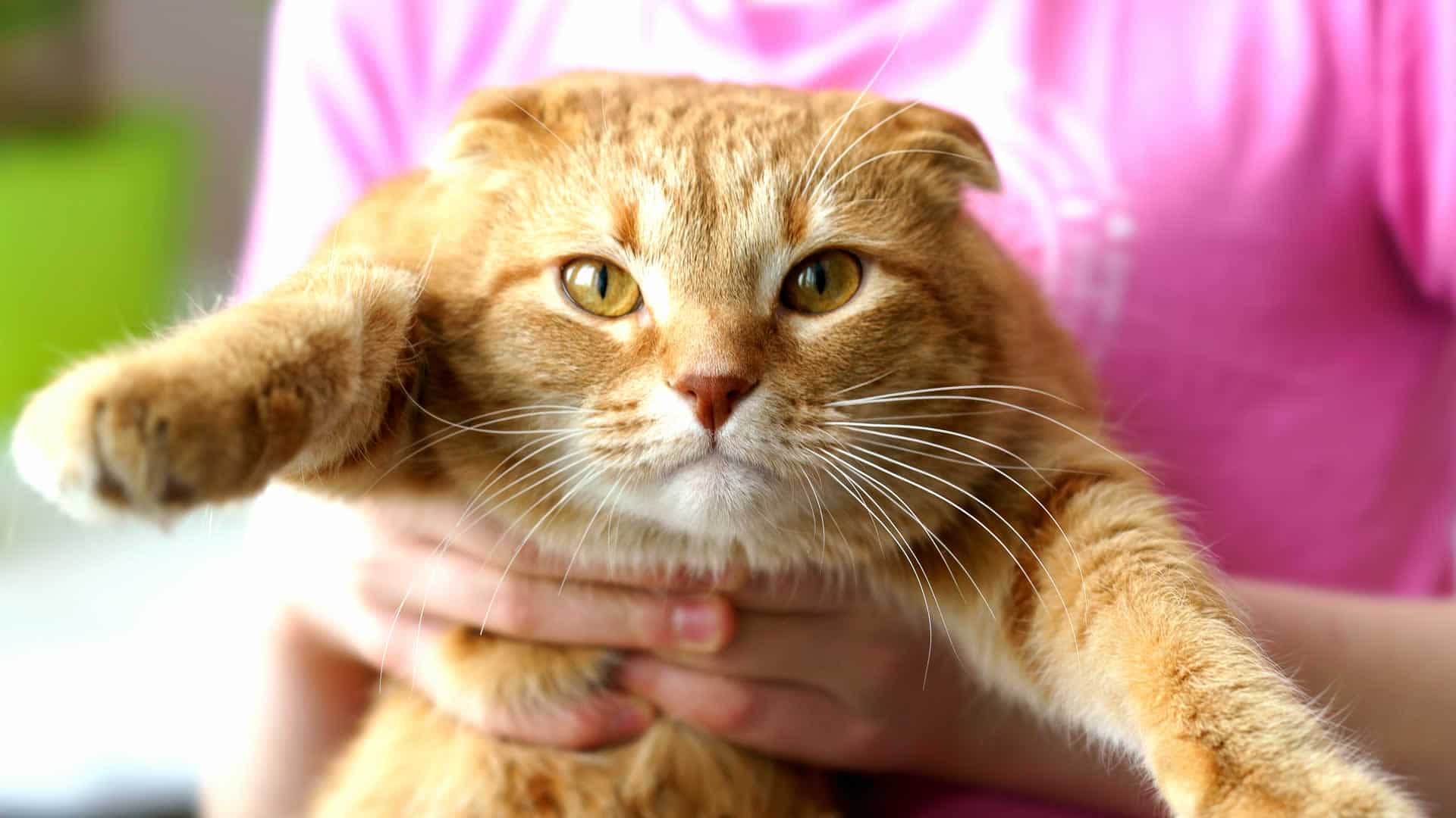 Orange Tabby Scottish Fold Cat