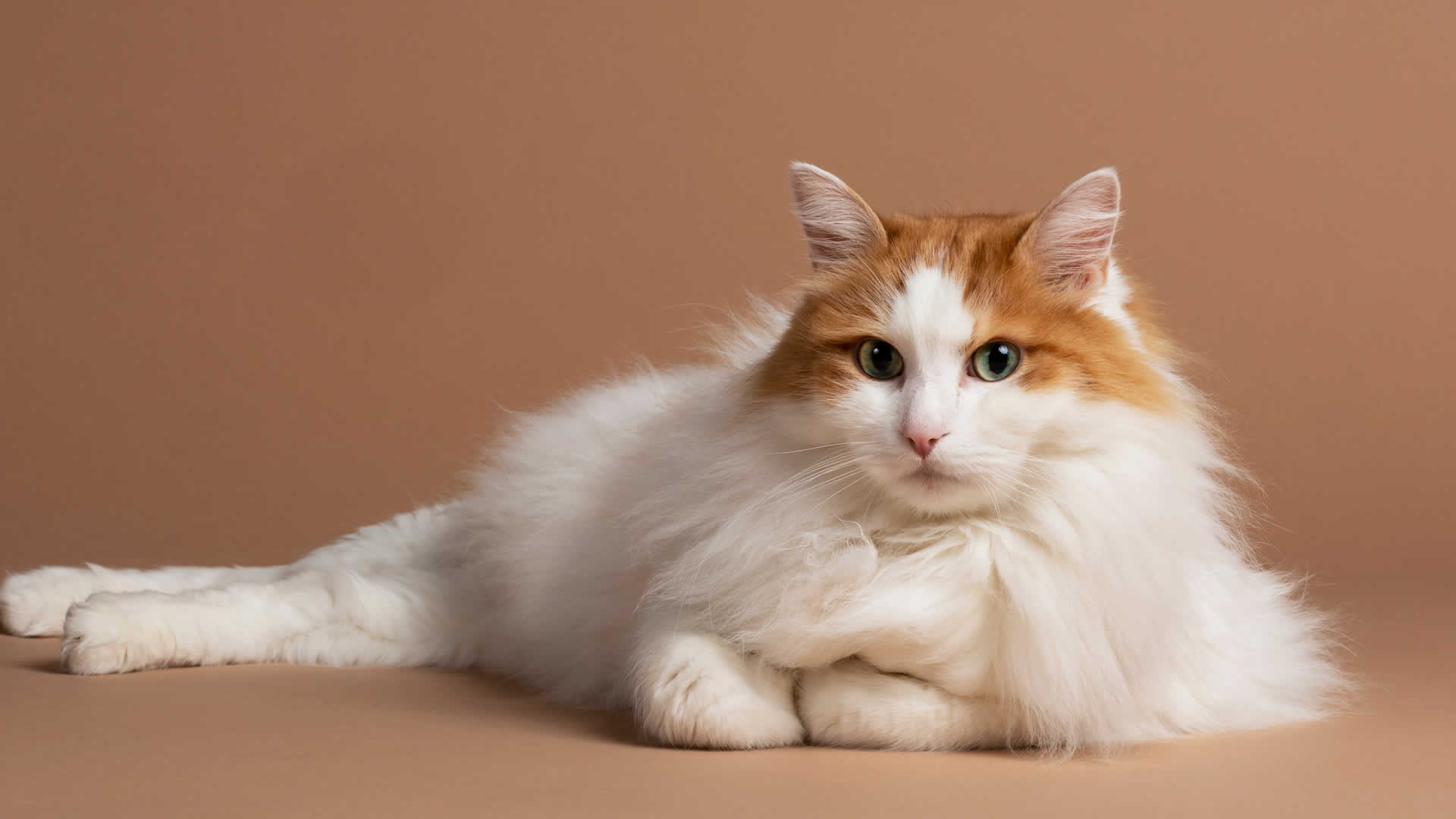 Orange White Turkish Angora Cat