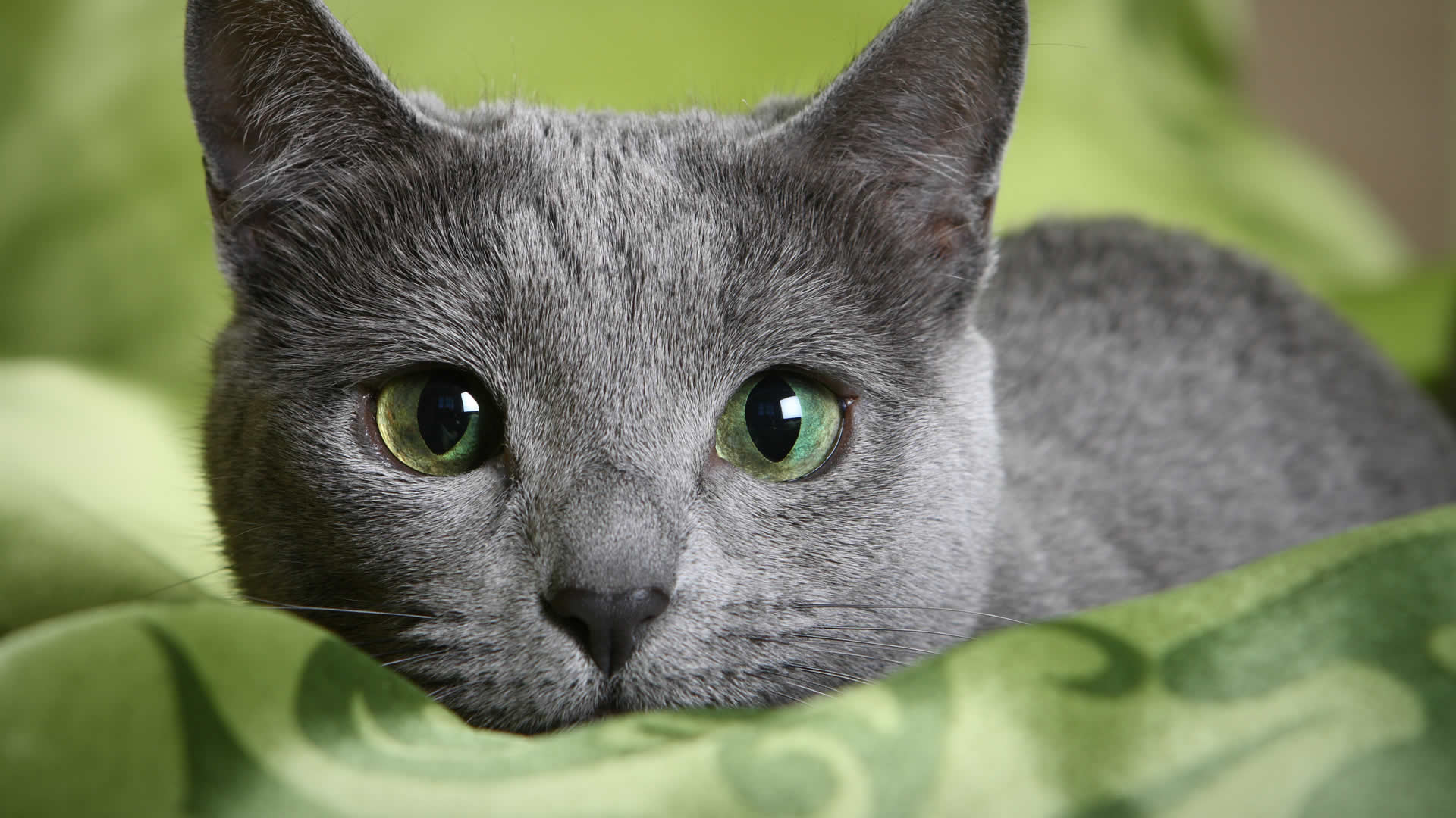 Russian Blue Cat