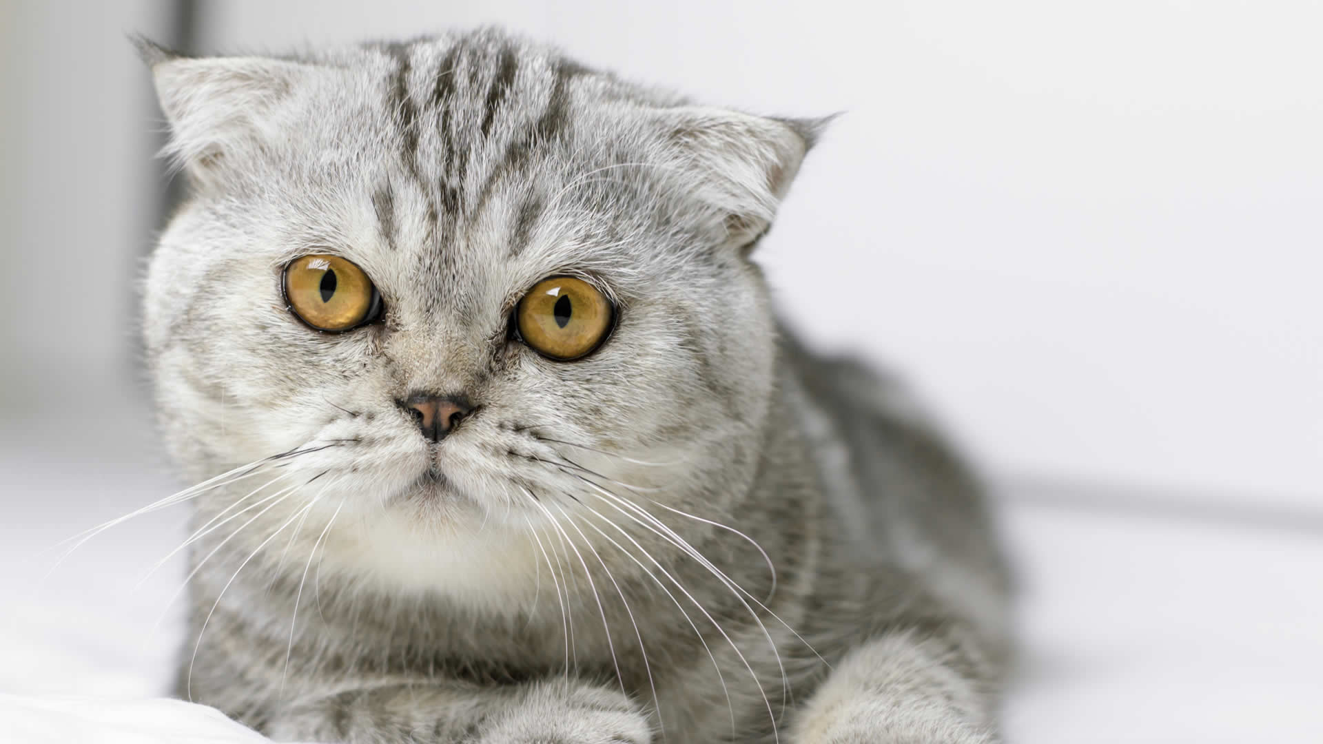 Scottish Fold Cat